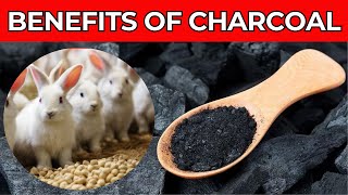 Magic Feed Supplement: Enhance Your Rabbit's Health with Charcoal