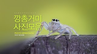 [곤충접사] 최근 촬영한 