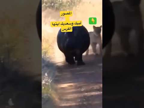 عندما بستغيث فرس النهر بالاشخاص شاهد