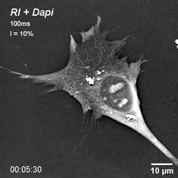 Nanolive imaging: effects of excitation light (DAPI 10%) - without fluorescent marker