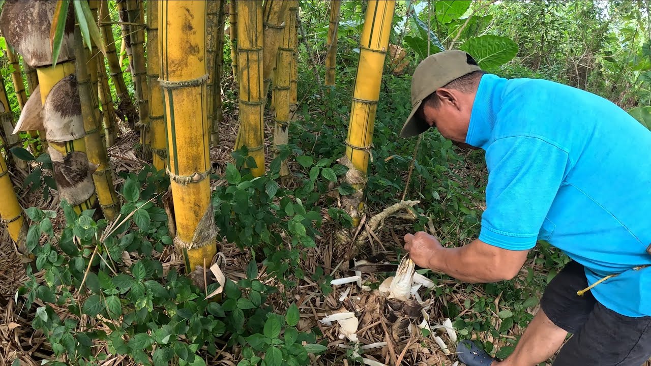 Mengambil rebung buluh dan bunga kecalak/kantan ll membersihkan lagi kebun untuk menanam cili