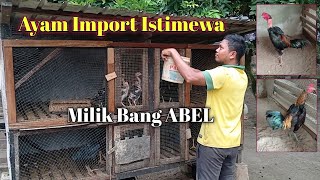 Peternakan Ayam  Istimewa Milik Bang Abel |  BERKUALITAS SUPER