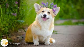 10 HOURS of Dog Calming Music For Dogs  Separation Anxiety Relief Music  dog relaxation