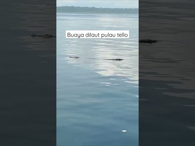 Buaya di laut #buaya #laut #buayalaut class=