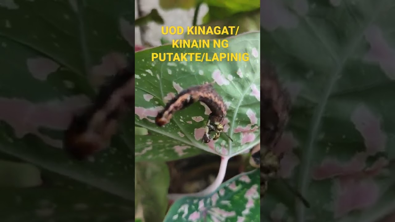 #caterpillar /uod kinain o kinagat ng lapinig/putakte #wasp #shorts # ...