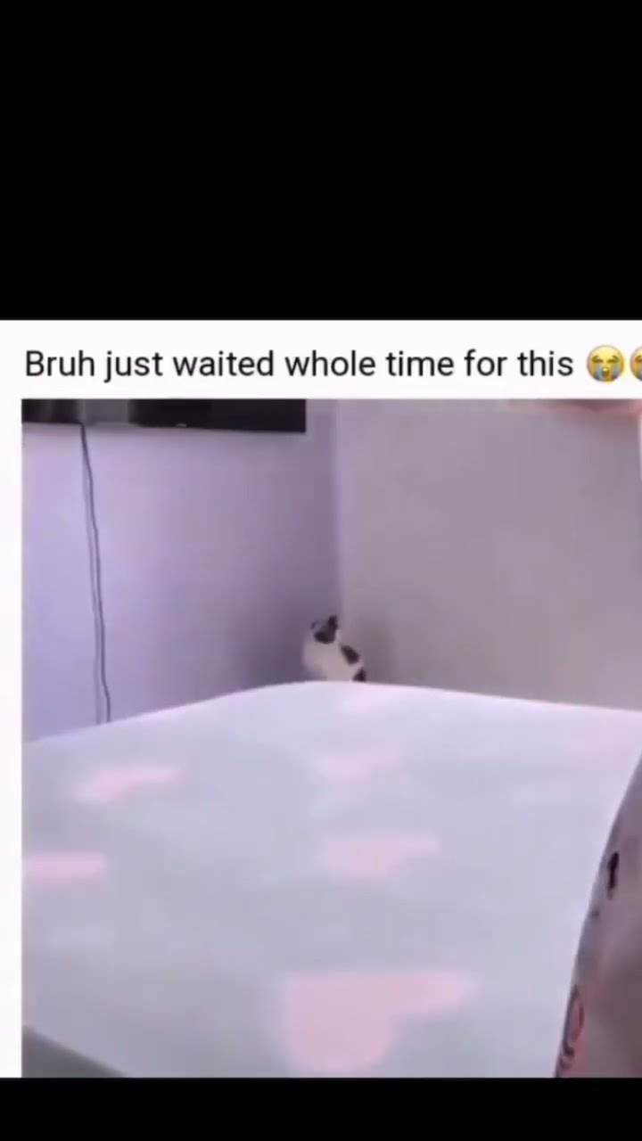 When you just vibing and realize the Kittyo a menace