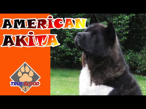 Video: Köpek Irkları: Akita