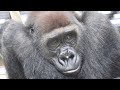 父ちゃん不在の朝。ゲンタロウの表情が切ない⭐️ゴリラGorilla【京都市動物園】Gentaro's expression is very sad because Momotaro is absent