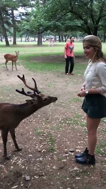 Bowing Deer of Nara, Japan