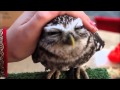Cutest owl ever: northern saw whet owl