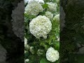 Najpiękniejszy miesiąc maj…pełen kolorów i zapachów🥰 #foryou #nature #shortvideo #shorts #youtube