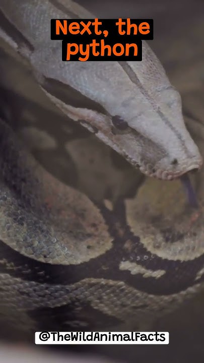How Does a Python Constrict its Prey? | The Wild Animal Facts - YouTube