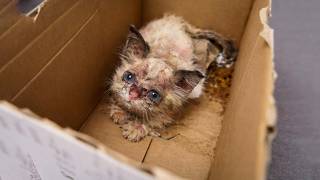Abandoned and Hairless Kitten Transforms Into Beautiful Life Thanks to One Kind Heart!!