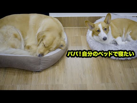 ゴールデンレトリバー犬にベッドを盗られちゃったコーギー犬の反応がこちらです
