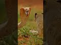 King Cobra Vs White Tailed Mongoose Cobra VS Mongoose Fighting Love Nature Cobra Snake King Cobra Vs White Tailed Mongoose Cobra VS Mongoose Fighting Love Nature Cobra Snake