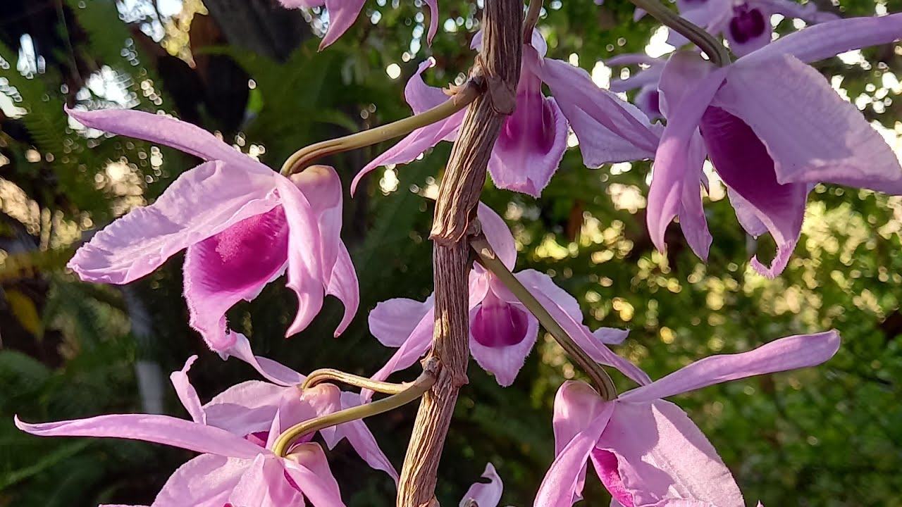 ORQUÍDEA DENDROBIUM ANOSMUN, SUSTRATO IDEAL PARA una floración abundante #garden 