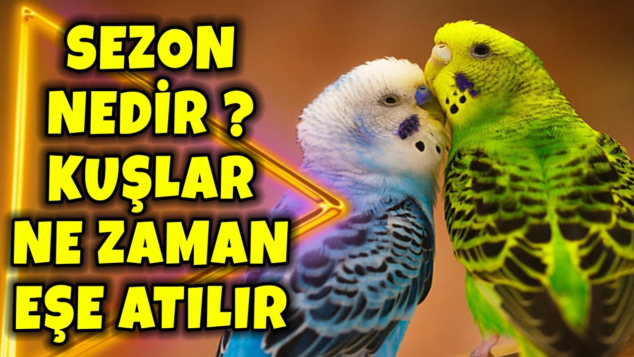 SEZON NEDİR ? DOĞRU EŞE ATMA ZAMANI ! MUHABBET KUŞU PLAN PROGRAMI