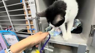 Biscuit 260130 is feeling so much better😸