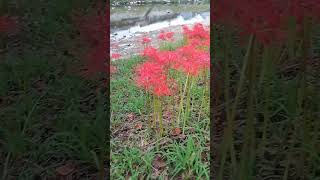 my short video of red spider Lily😍