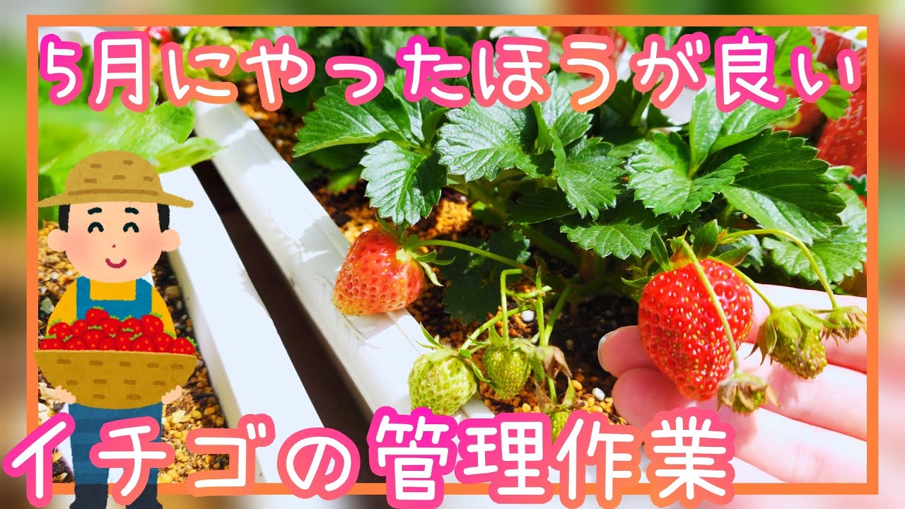 No-Fail ♪ Strawberries / Maintenance Work in May / Home Garden