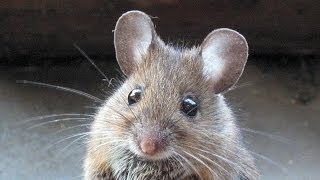 STUDY: Young Blood Reversed Aging In Mice