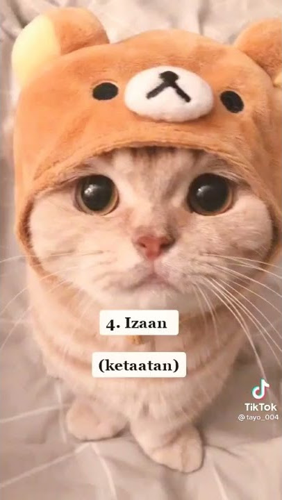 nakucing yang bagus