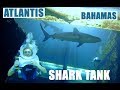 Shark Walk Atlantis Bahamas