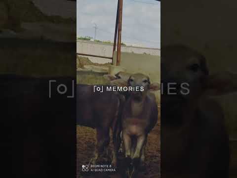 شابات الجاموس اعلي السلالات المصرية