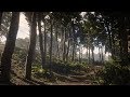 Red Dead Redemption 2 ASMR | A Morning Forest Walk + Evening Fishing  (No Talking)