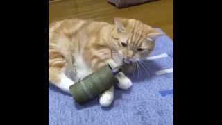 Cat grenade !!😱😂😂🐈
