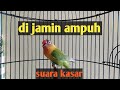 Pancingan Lovebird mantap ngetik NGEKEK panjang gacor