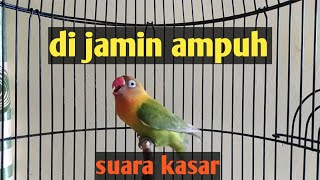Download Lagu Pancingan Lovebird mantap ngetik NGEKEK panjang gacor MP3