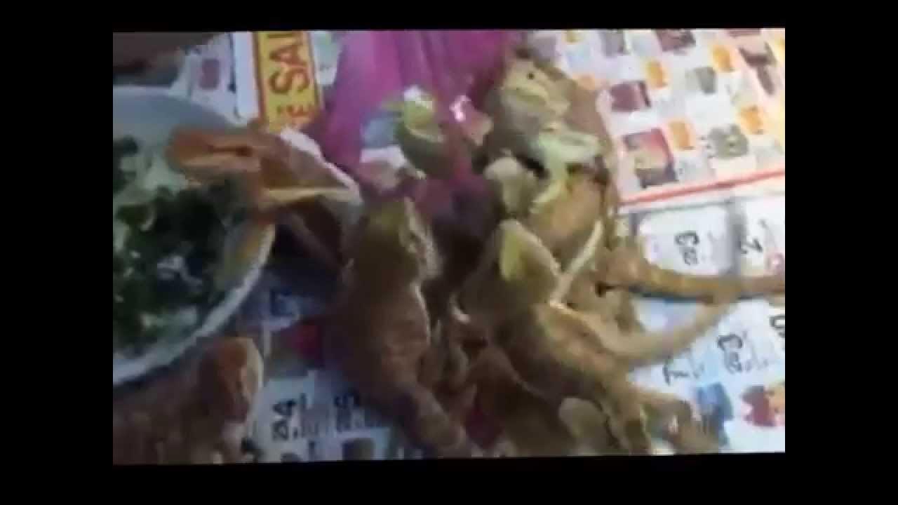 Beardies Eat Hibiscus, Bearded Dragons go nuts, Dragons eat like