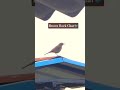Brown Rock Chat Spotted!#brownrockchat#birds #birdwatching #wildlife #birdlovers #indianbirds
