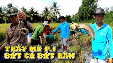 Miếng Ruộng Toàn Cá Với Rắn, Cao Thủ Săn Bắt Cá, Bắt Rắn Theo Máy Cắt Quá Đỉnh/NGÃ NĂM TV