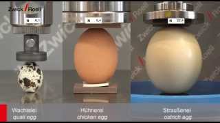 Tests on eggs - Prüfungen an Eiern