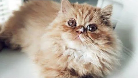 Video 4152461: persiancat persiankitten cat, persiancat dog cat, cat dog fish, pets