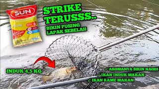 PANEN STRIKE IKAN MAS INDUK/BABON‼️BIKIN PUSING LAPAK SEBELAH #fishing #bestfishing #umpanjitu