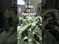 IV Bags & Plant Care