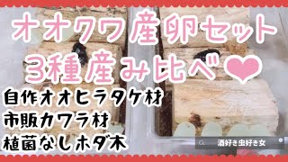 【オオクワ産卵セット】3種の産卵木で産み比べ‼︎自作オオヒラタケ材、市販カワラ材、植菌なしホダ木。