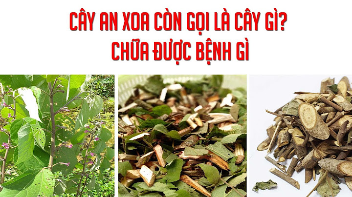 Cây an xoa hay còn gọi là cây gì năm 2024