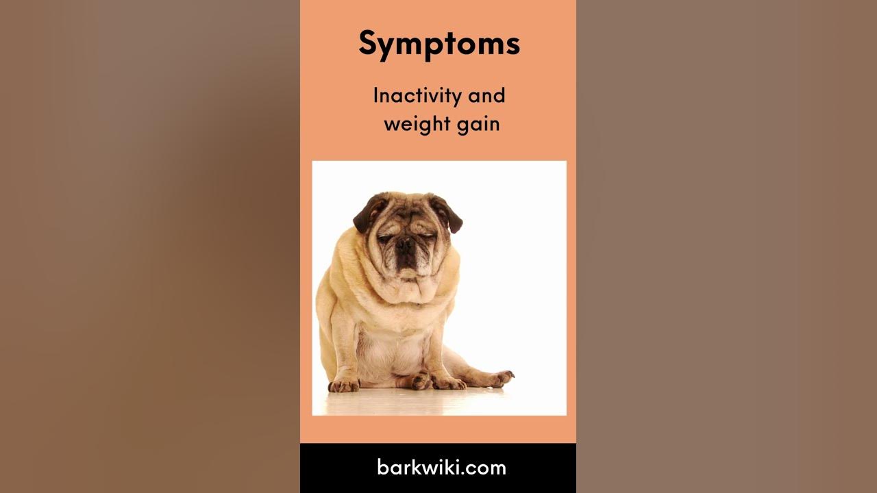 Lyme Disease In Dogs Prognosis