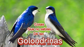 Curiosidades de las golondrinas - Cosas que no sabías de las golondrinas