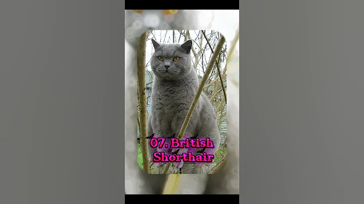 Video 11311351: siamese cat british shorthair, british shorthair cat coon, bengal cat british shorthair, british shorthair persian cat, maine coon british shorthair, british shorthair sphynx, pet cat breed, beautiful cat breeds, best cat breeds