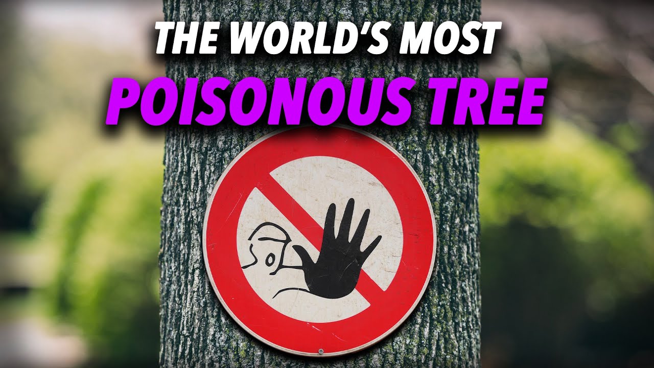 This TREE Could Straight Up KILL You - Random Theory EP. 42