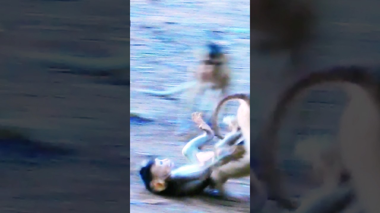 Oh god help...Tiny monkey drag the baby.😱😭😱💔 