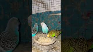 #Love brdis 🫶🐣🫀 #Wow bajis #Love 🫶🐣❤️🩹