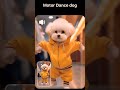FUNNY DANCE OF CAT AND DOG compilation