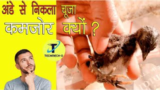 अंडे से कमजोर चूजे क्यों निकलें  | egg incubator setting | Techmech-G eggincubator incubator