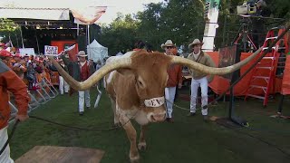 Bevo is FIRED UP for College GameDay! 🐂